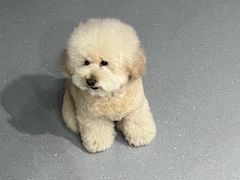 -心仪动物医院·牙专科·肿瘤·心脏科(西客站院)