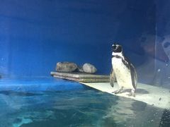 -锦艺城海洋馆