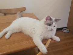 -滚猫咖啡·猫咖·猫友好撸猫(未来城店)