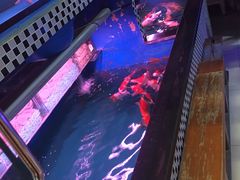 -大自然花鸟鱼虫市场