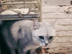 -猫咪博物馆(顶澳仔猫街店)