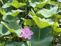-沈阳植物园