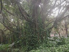 -海南热带野生动植物园