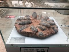 -中国地质大学逸夫博物馆