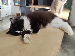 -more than meow吴止猫主题餐厅(承德 中船汇店)