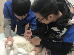 -宠福鑫动物医院(望京分院)
