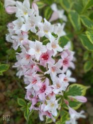 -斐尔国际皮肤管理中心