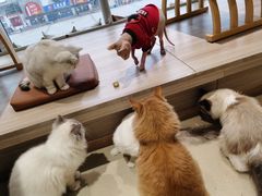 -藏猫猫咖啡主题馆(中央大道店)