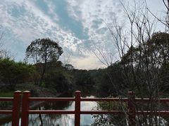-上海海湾国家森林公园
