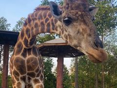 -清迈夜间动物园