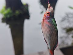 -重庆彩云湖湿地公园