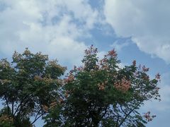 -南湖湿地公园