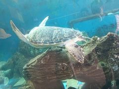 -广东惠东海龟国家级自然保护区