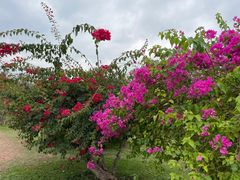 -中国科学院西双版纳热带植物园