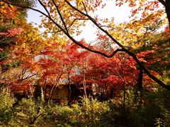 -常寂光寺