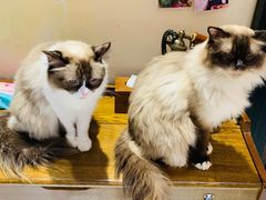-猫色咖啡·猫咖