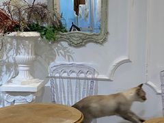 -共舞时光猫咖·狗咖(新街口店)