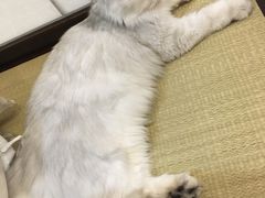-逗柴咖啡屋·狗咖猫咖宠物桌游