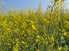 -光明小镇欢乐田园