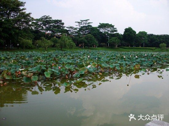 松山湖南湖湾露营营地图片