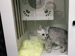 -PETKIT小佩宠物·低压洗护(国顺东路店)