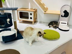 -COLOR PETS 撸猫馆·购猫·猫咖(长风大悦城店)