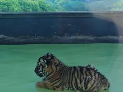 -栾川竹海野生动物园