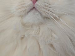 -宠福鑫动物医院(城北分院)