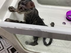 -十年猫舍·猫咪专门店(普陀店)