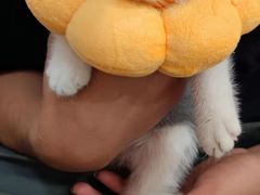 -欣宠猫屋·矮脚拿破仑·蓝金金渐层