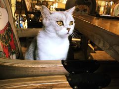 -more than meow吴止猫主题餐厅(承德 中船汇店)