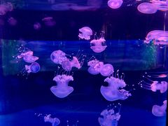 -左海海底世界