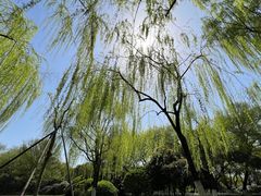 -柳浪闻莺公园