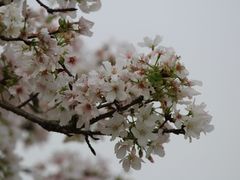 -天适樱花悠乐园
