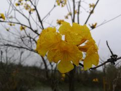 -天适樱花悠乐园