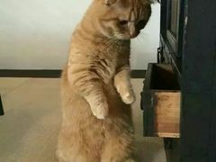 -高庙村(地铁站)