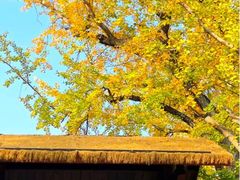 -千年银杏谷文化旅游区