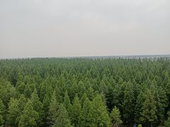 -黄海国家森林公园