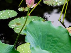-荔湾湖公园