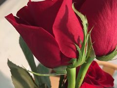 -ROSEONLY诺誓(广州K11店)