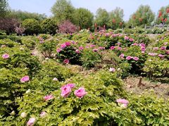 -洛阳市隋唐城遗址植物园