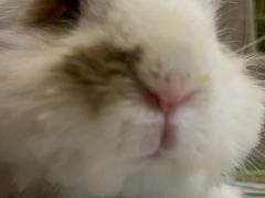 -宠物兔专门店(天丰利市场店)