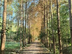 -合肥滨湖国家森林公园