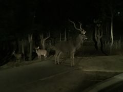 -清迈夜间动物园