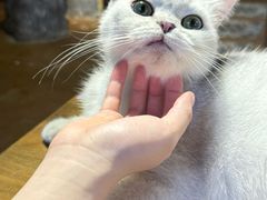 -猫猫幼稚园·撸猫·桌游·电玩