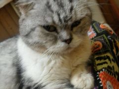 android_upload_pic-猫色咖啡·猫咖