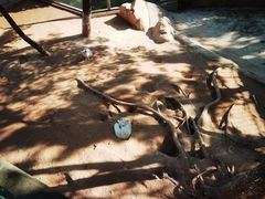 -西霞口神雕山野生动物世界