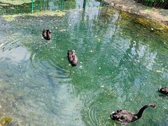 -长白岛森林公园