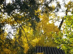 -北京鹫峰国家森林公园
