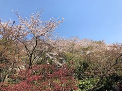 -红梅公园